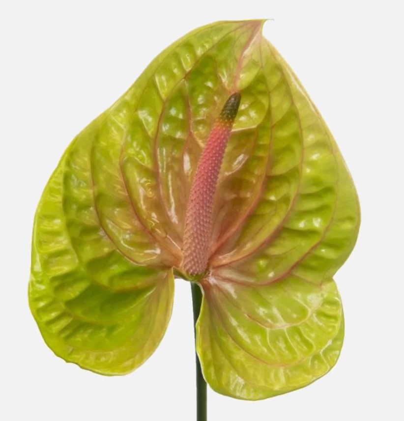 anthurium-2